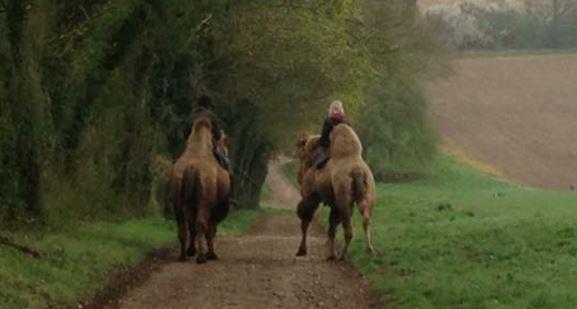 Thumbnail Credit (road.cc): Lady Chichester's camel (picture via Andy Jones on Facebook).JPG 