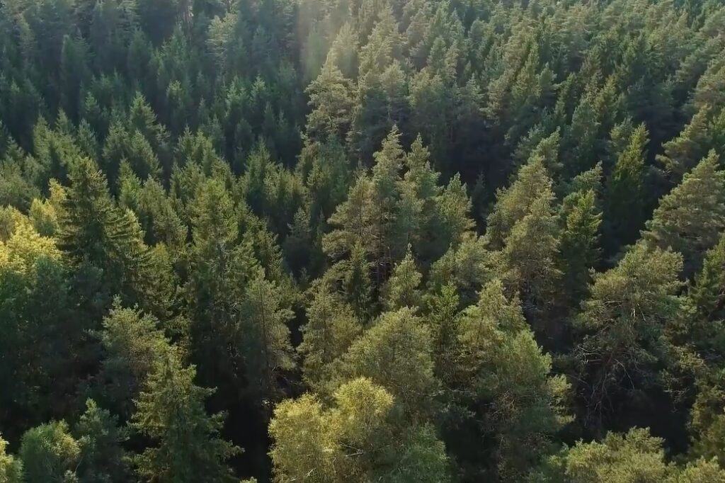 Trees (Stora Enso video).jpg