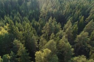 Trees (Stora Enso video).jpg