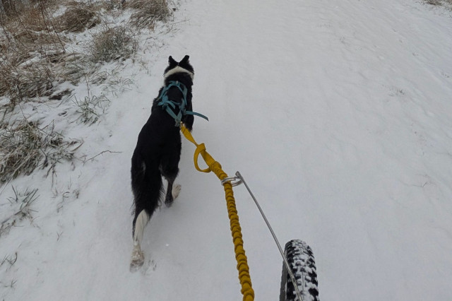Bikejoring (2).jpg