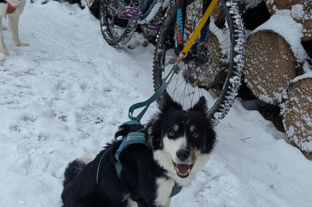 Bikejoring (3).jpg