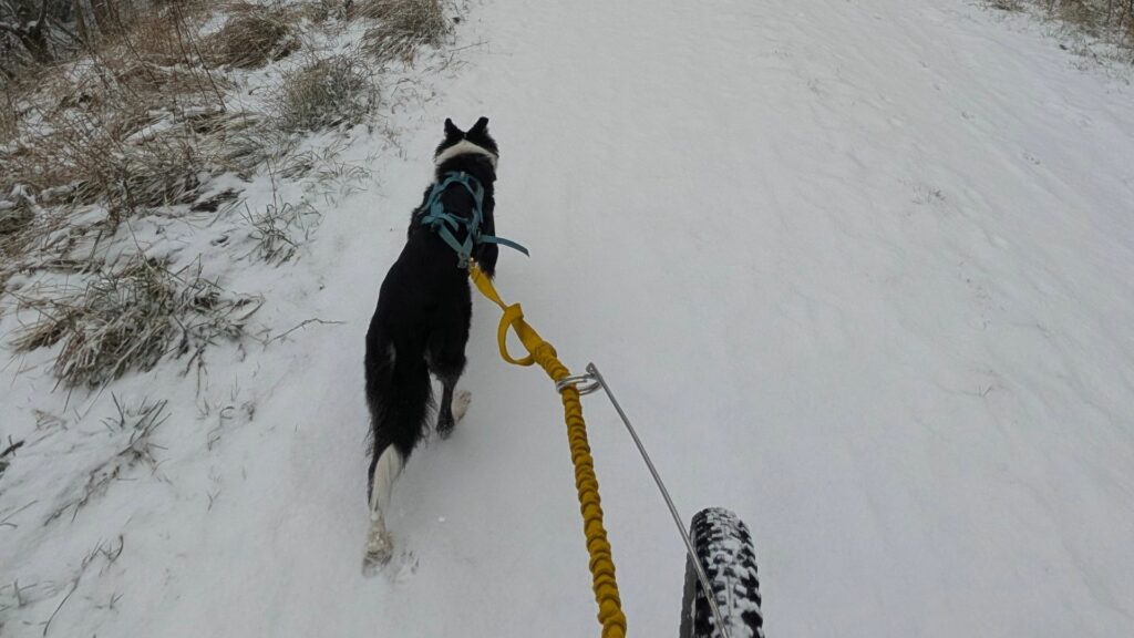 Bikejoring (2)