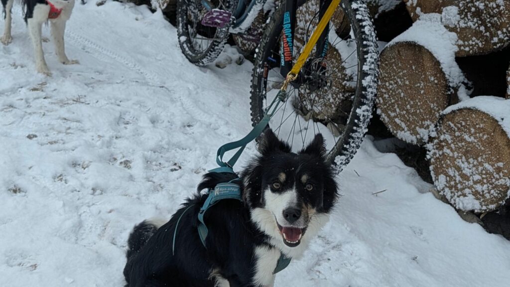 Bikejoring (3)