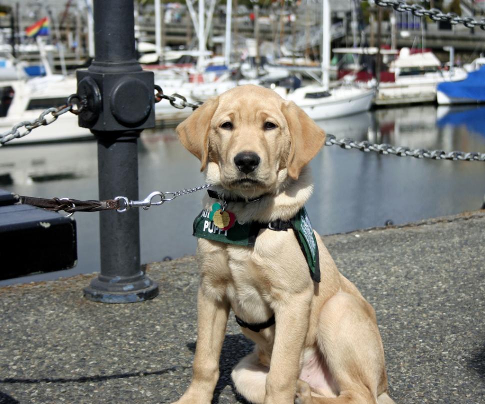 Guide dog in training